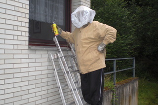 Meier auf Wespenjagd