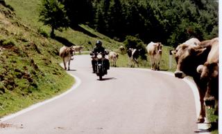 wo diese Kuehe waren...